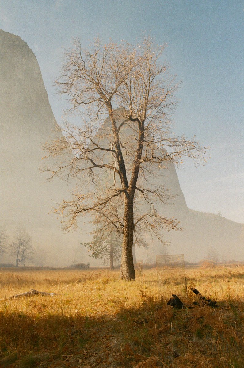 Yosemite on 35mm 🎞