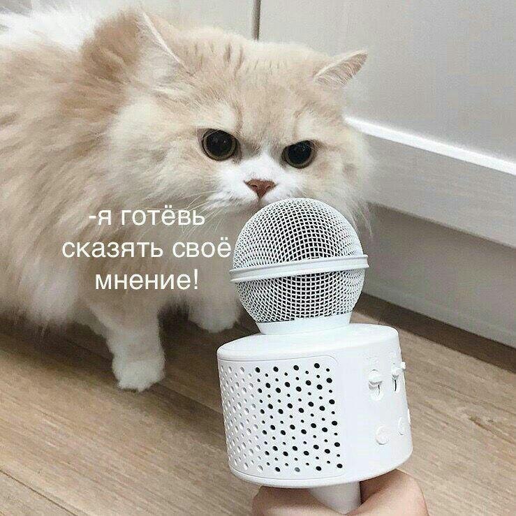 RussianMemesLtd's tweet photo. I'm weady to telle you my opinion! https://t.co/RiDMrwiEWv