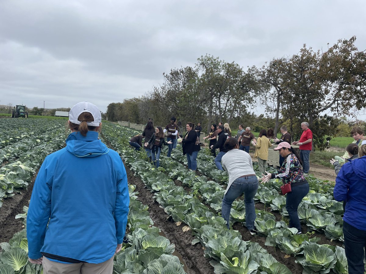 It’s Global Volunteer Month at <a href="/UPS/">UPS</a> and <a href="/UPSers/">UPSers</a> will be giving back all month long. Our global <a href="/UPSPolicy/">UPS Public Affairs</a> team harvested more than 32k pounds of nutritious cabbage for children, families and seniors to thrive. Thanks for this experience @SecondHarvestFB 🥬 🤎 🥬🤎