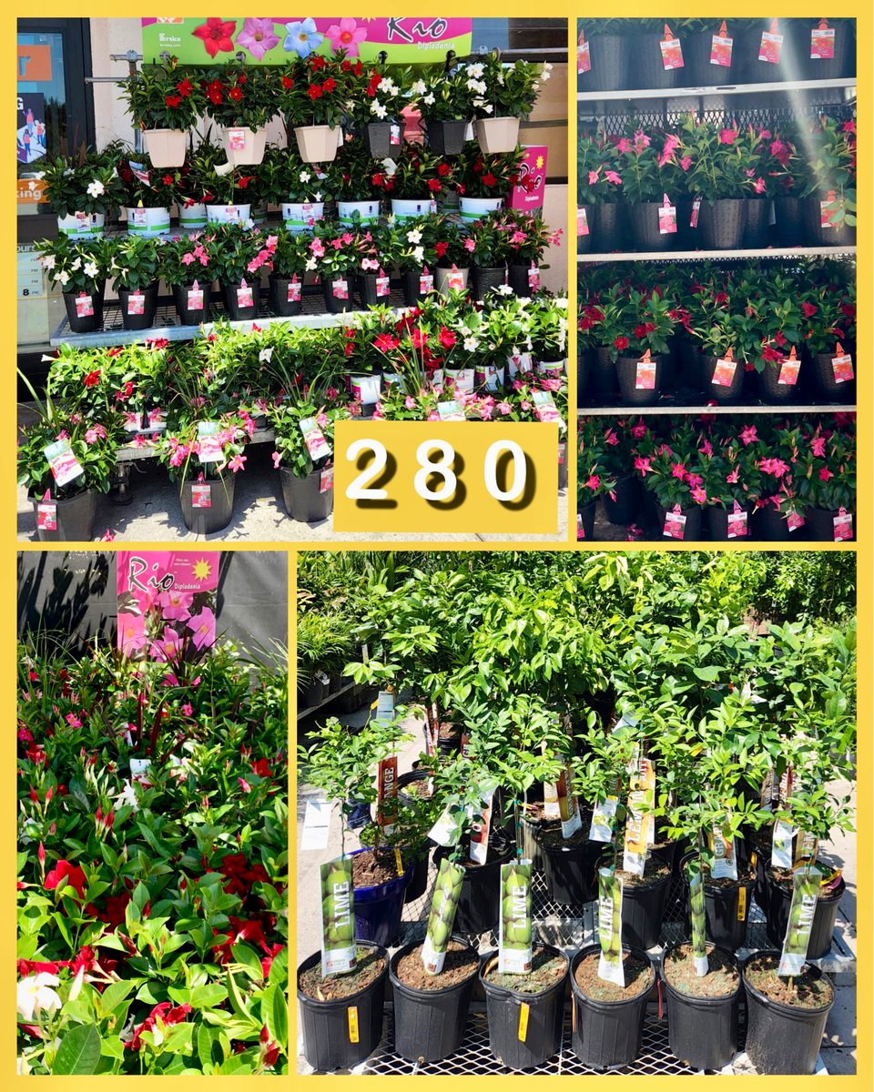 CindySan_D9's tweet photo. Naples is ready for the weekend !! Leading by example as the Garden Captain #LiveGoods #D9 #Watering #Bulk #Green #Color Inviting all DIY &amp; Landscapers over for variety, assortment, and quality 🔥🔥☀️🍊🧡🌼🌸 https://t.co/jLy1jZe6lR