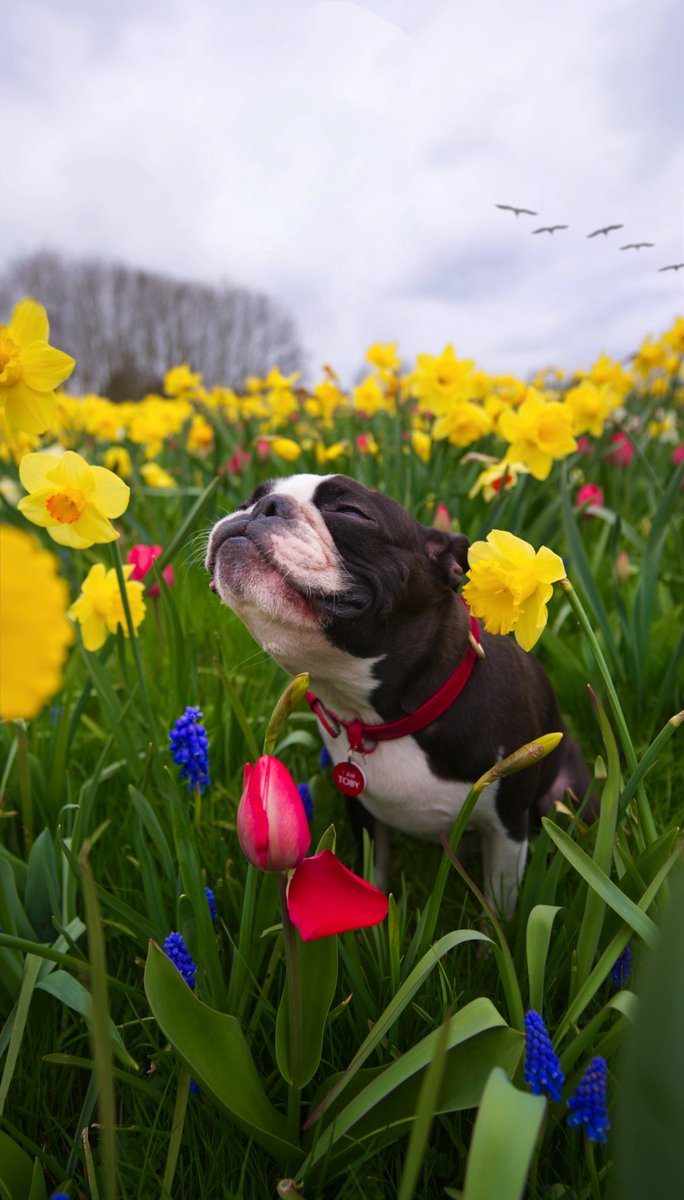 toby_gentleman's tweet photo. Do not disturb me, I’m blooming 🌼 https://t.co/ijPkPw7rdw