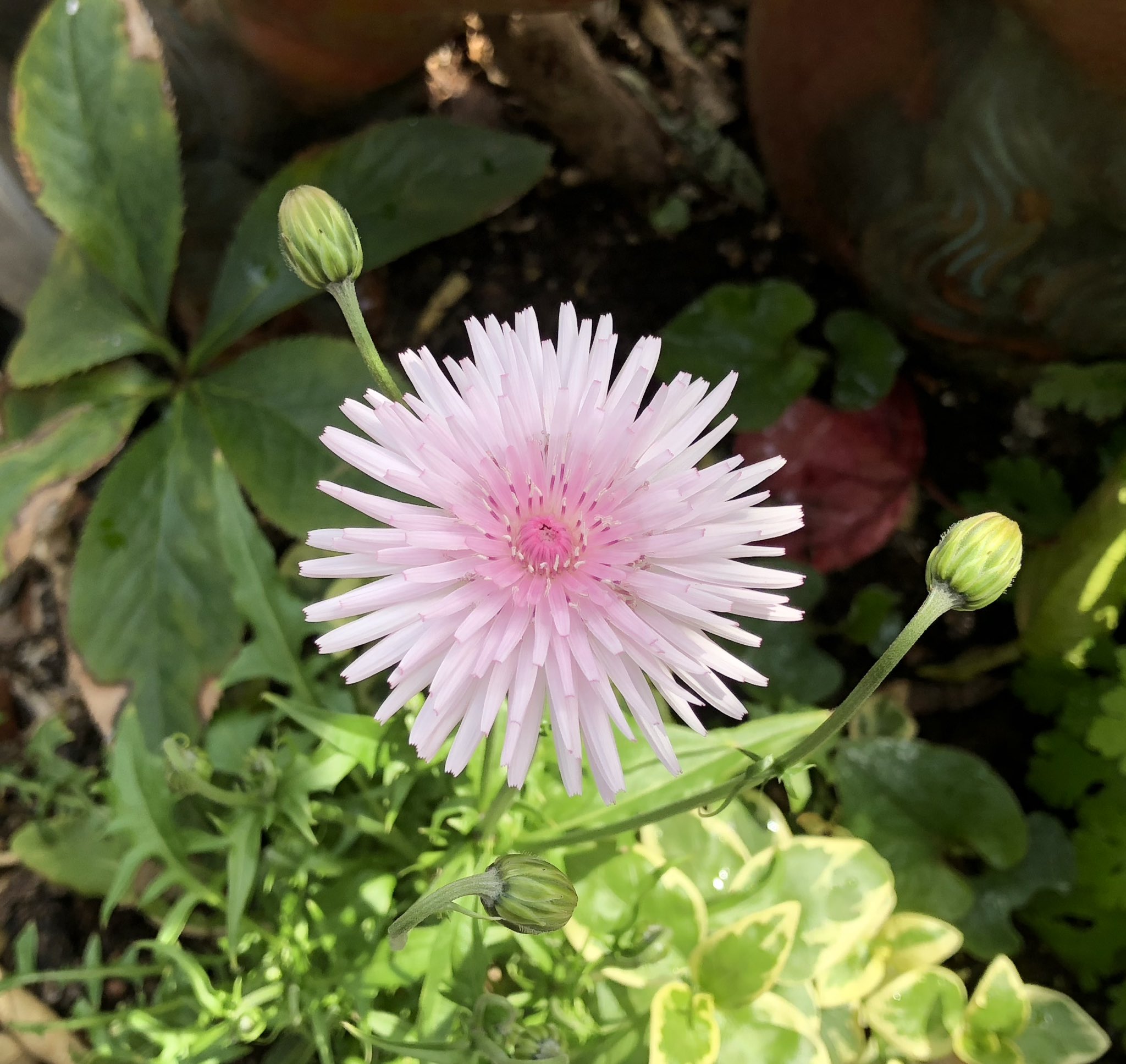 みちのこいし Al Twitter 寒い朝 こちらで暖まって行ってくださいね ももいろたんぽぽ 桃色蒲公英 クレピスルブラ 花言葉は暖かみのあるある心 T Co Gbp4c2cxoe Twitter