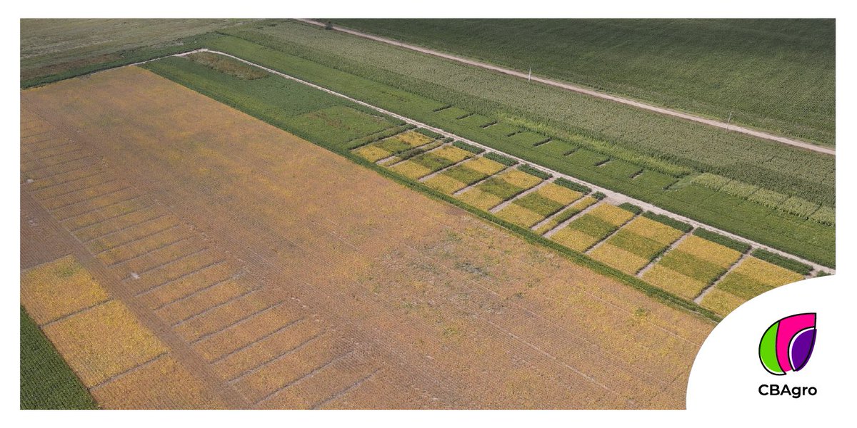 CBAgro_ServAgr's tweet photo. ASÍ SE VAN TERMINANDO LOS ENSAYOS EN EL CAMPO EXPERIMENTAL @cbagro_ 🙌

#instacampo #instaagro #agro #campo #mejorconprotecciónprofesional #agroconsultoria #campoargentino https://t.co/spTqb9iT2N