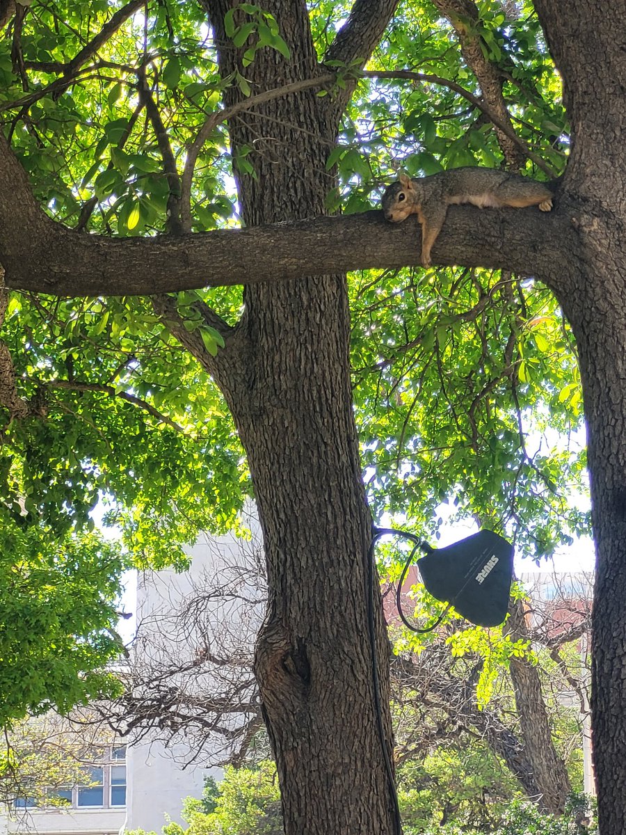 KatePostEdits's tweet image. A photo of me after #ACESEmerge. (Actually a squirrel at the Alamo.) I&apos;m so glad I got to meet wonderful #edibuddies and learn from their  experiences and perspectives.