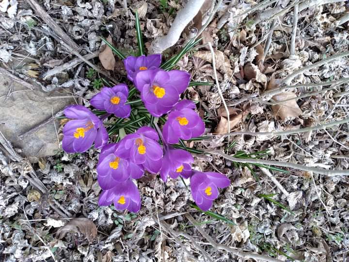 Signs of spring