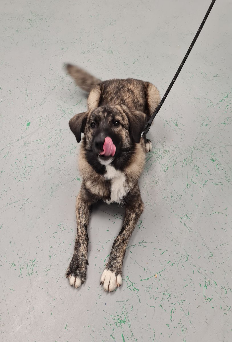 Think_Pawsitive's tweet photo. Tongues out if you had a great time at @Think_Pawsitive training class 🐾 @apdt_uk https://t.co/Fac1mYTHCA