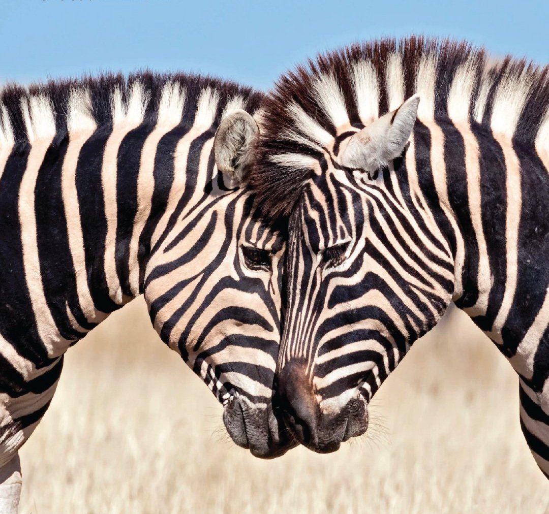 Abdulmalik_IH's tweet photo. "Brothers For Life,Awesome Salute To The Photographer." 
#ExploreTz 
#DiscoverTz
 #VisitTz 
#TzUnforgetable 
#TzHakunamatata 
@tzbranding 
@TTBTanzania 
@VisitTanzania1 
🇹🇿🇹🇿🇹🇿🌏🌎🌍🤝🤝🤝 https://t.co/axKIjKF5kU