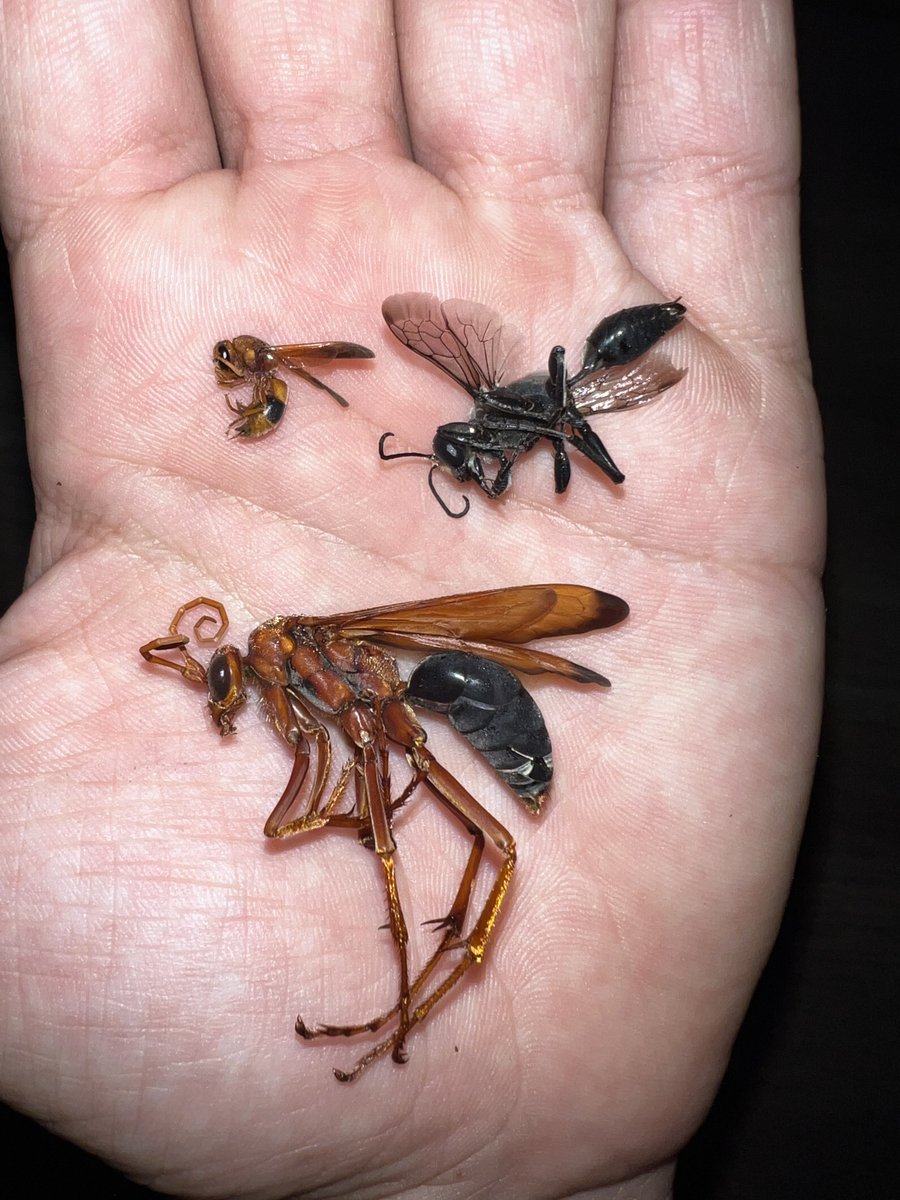 Nick Volpe tweet media