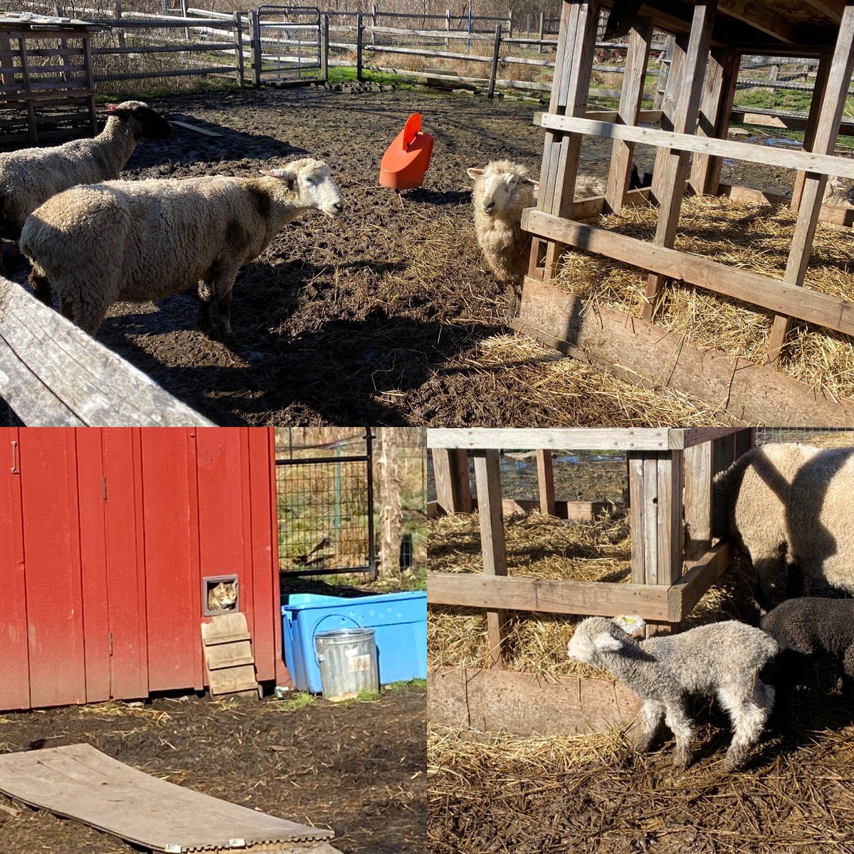 smspe10583's tweet photo. Huge thank you to Dr Whitney Freeman for her farm tour &amp; time with Scarsdale educators today. #scarsdaleTI #10583 #scarsdalemspride #smsperocks #hennypennyfarm https://t.co/iFJs54X5Kk