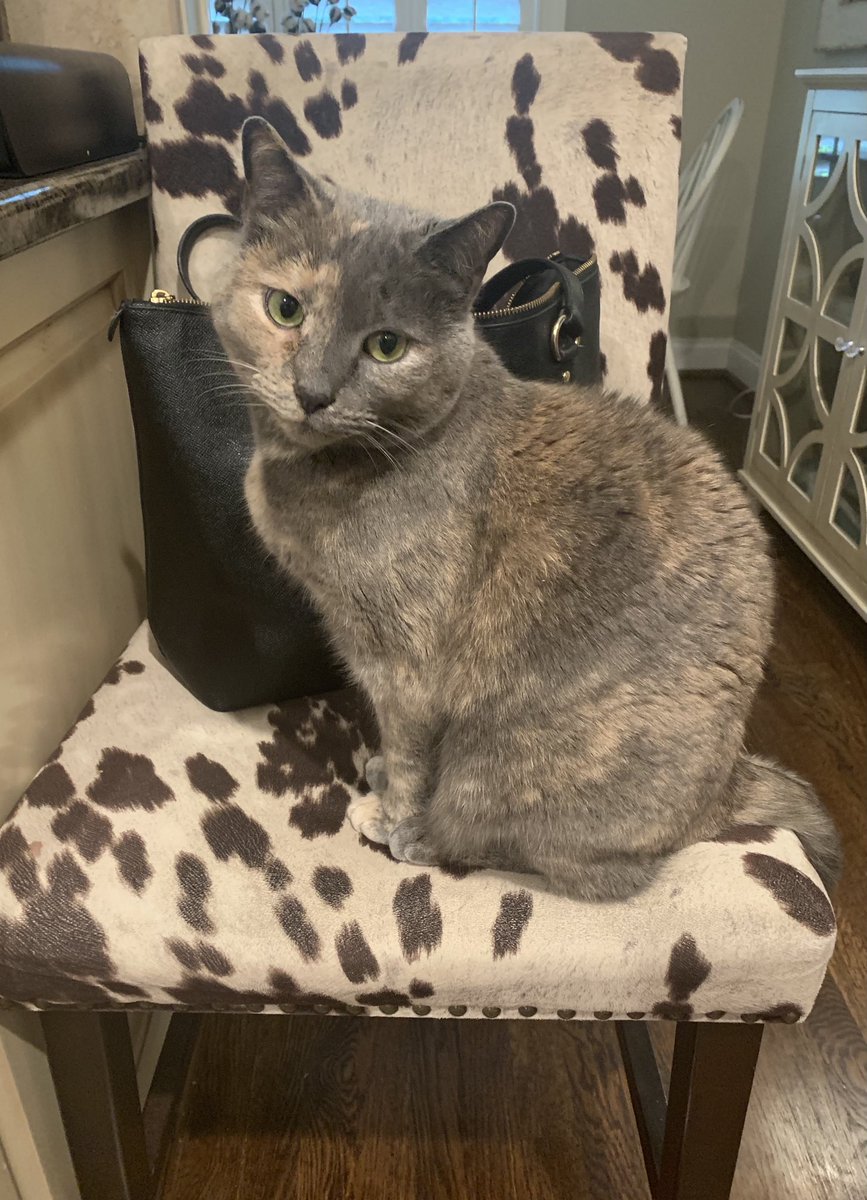 M3tal_H3ad's tweet photo. She said Hello it’s treat :30.  Get to gettin those treats please! https://t.co/X50ciK17yh