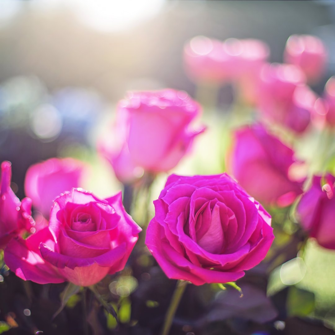 GaleForensic's tweet photo. Stop and smell the #roses while outside... always a good idea to stay grounded and enjoy nature. 
.
.
.
#mentalhealth #Indiana #clinicalpsychology #emotionalhealth #happywords #postivevives #behappy #goals #adailyreminder #mentalhealthmatters #boundaries #yougotthis https://t.co/eDEJAEscoZ