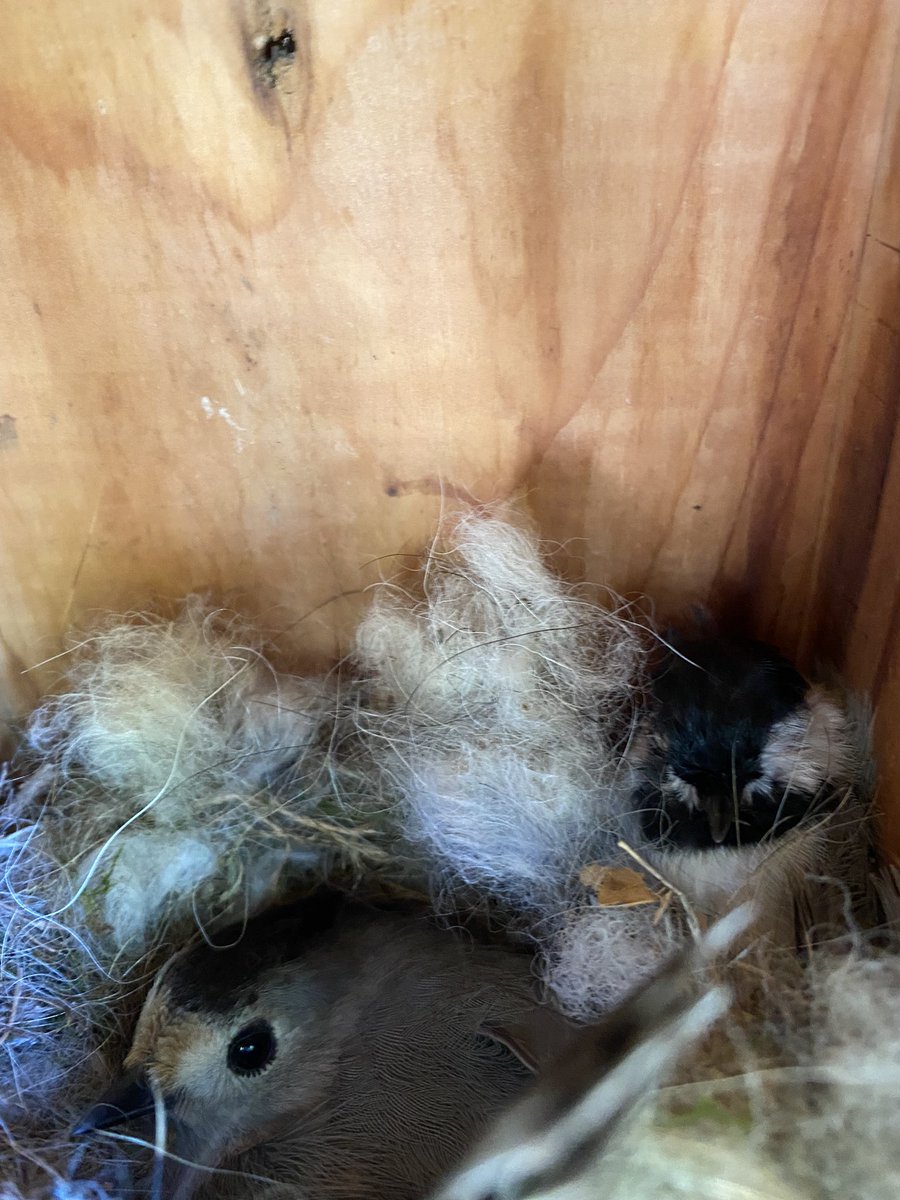CShieldsRadio's tweet photo. #NaturePost Even in the smallest of settings, the fight for species survival is real. Hereβs a Tufted Titmouse sitting on its eggs. In upper right corner is a dead Carolina Chickadee that apparently made a challenge for the space. Obviously it did not winβ¦ https://t.co/N3xuCvrbfC