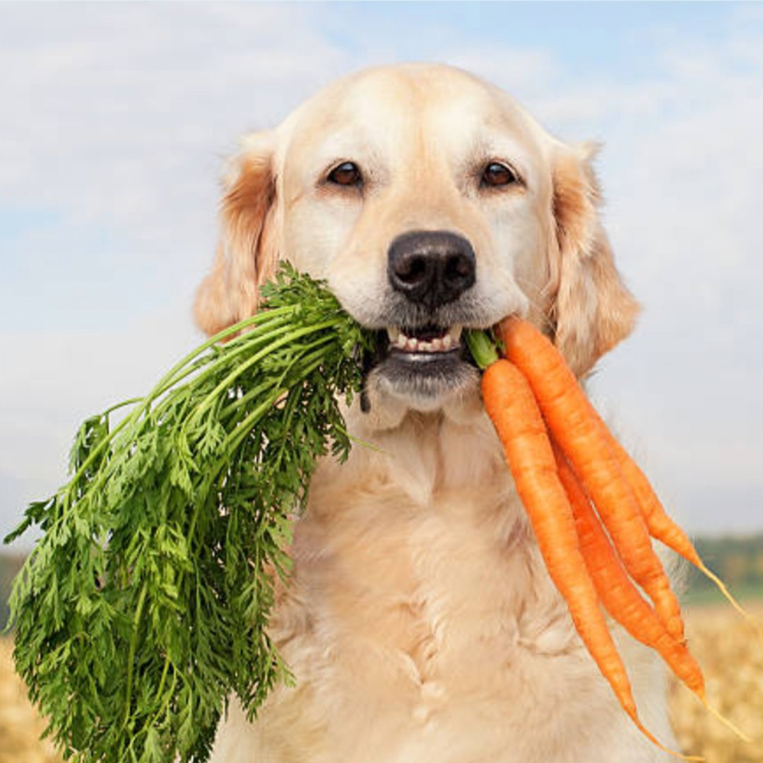 CleanBowlClub's tweet image. Carrots are another of our favorite ingredients because they are high in fiber and beta-carotene, which produces vitamin A! #doghealth #CleanBowlClubNYC #caninenutrition #healthypup #feedfresh #petnutrition #naturalpetfood 
cleanbowlclubnyc.com