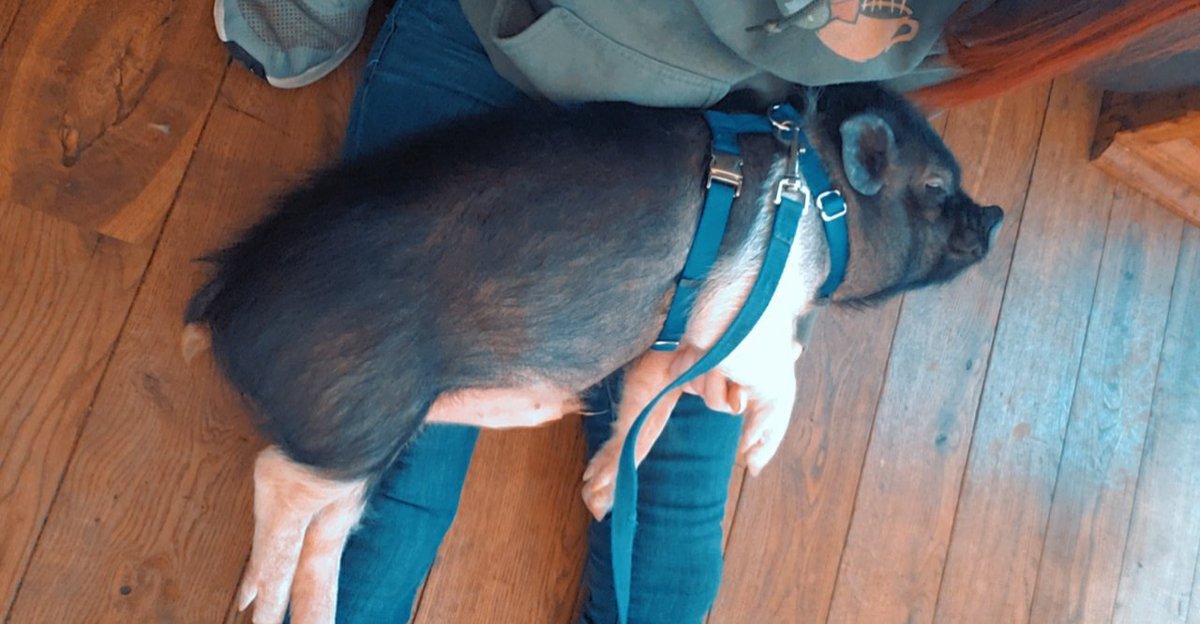 ToriLoving's tweet photo. Getting big 🥲🐽🐖 https://t.co/5c05G73aG1