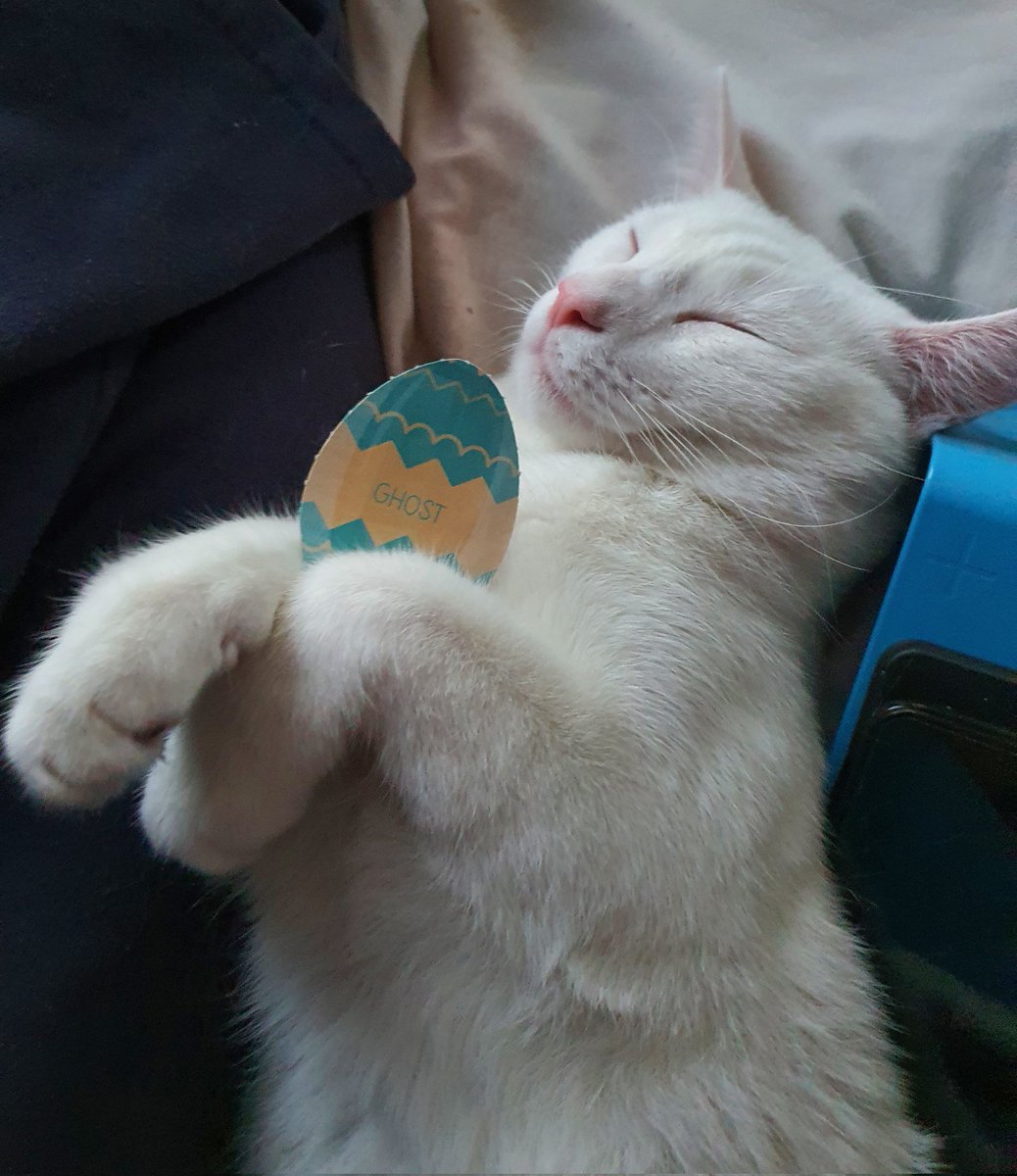 foreverhippy's tweet photo. #VIPEaster @PetsatHome Ghost finally found his Easter egg, that was hard work π£ π°π https://t.co/Z5v80bDalW
