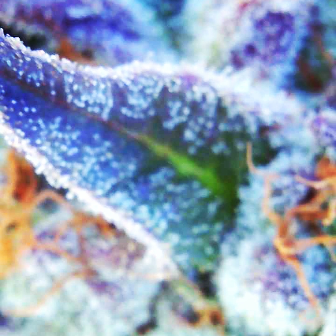 #cannabisindustry #CannabisCommunity #2b1s