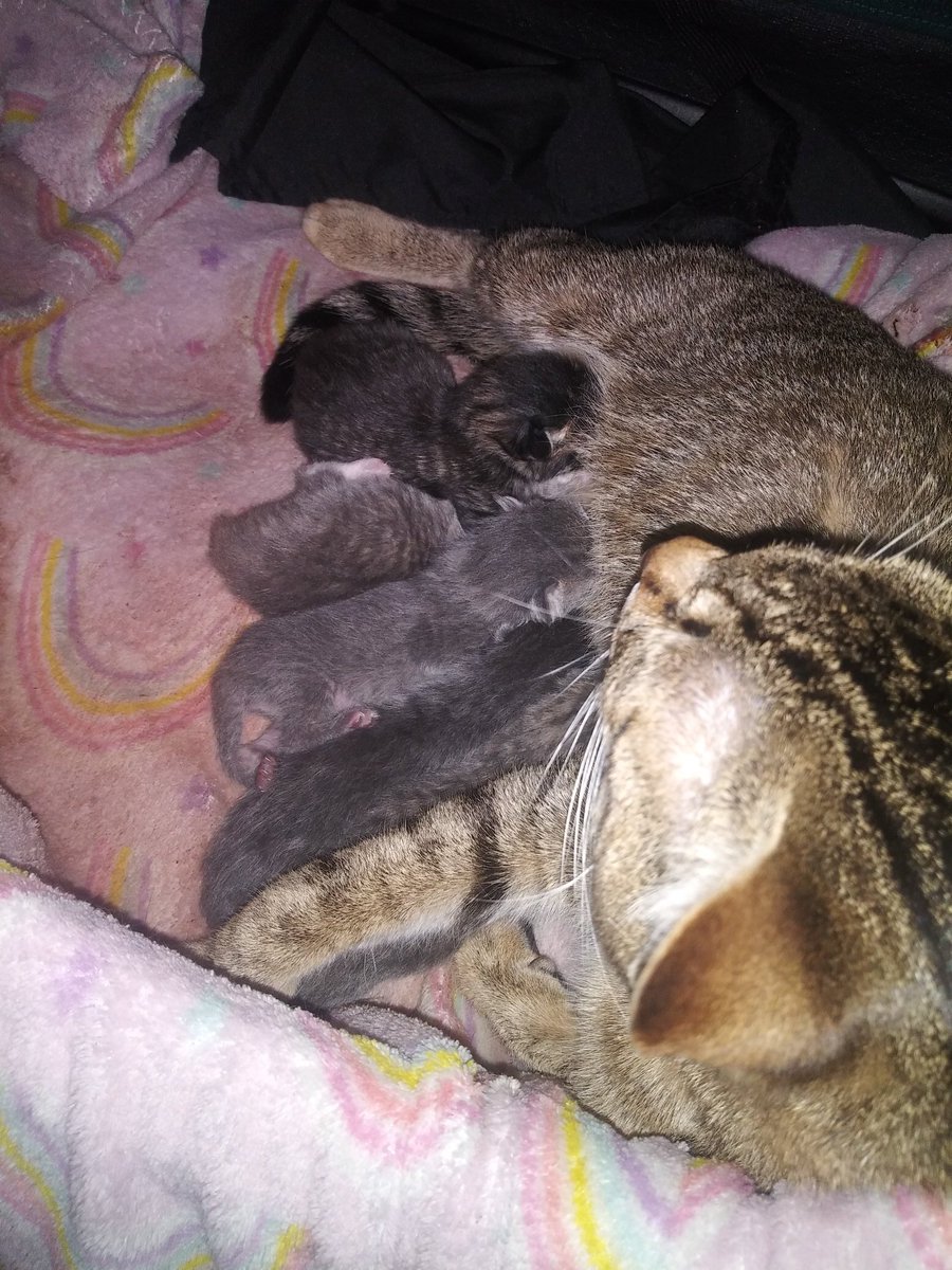 ItsCarly__Bitch's tweet photo. #MommyKitler #KitlerDoesStuff https://t.co/RzH3xjwiw6