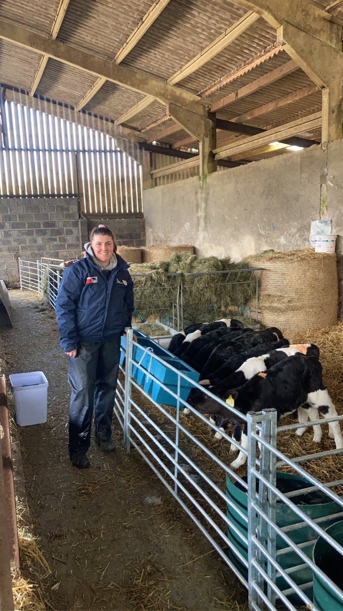 Purchased our first 20 sexcel heifer calves from a local spring calving herd. Heifers sired by high SCI bulls, Raptor, Colin, Scooby and Dungannon. <a href="/GenusABS/">Genus ABS</a>