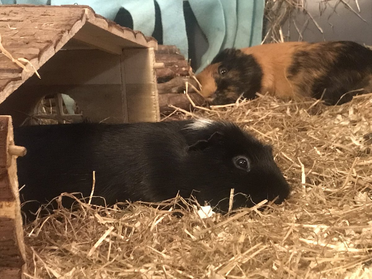 TedFranklinPigs's tweet photo. Crazy Saturday night out? Maybe later… 😴 #saturdaysnooze https://t.co/ciUQzUxSBP