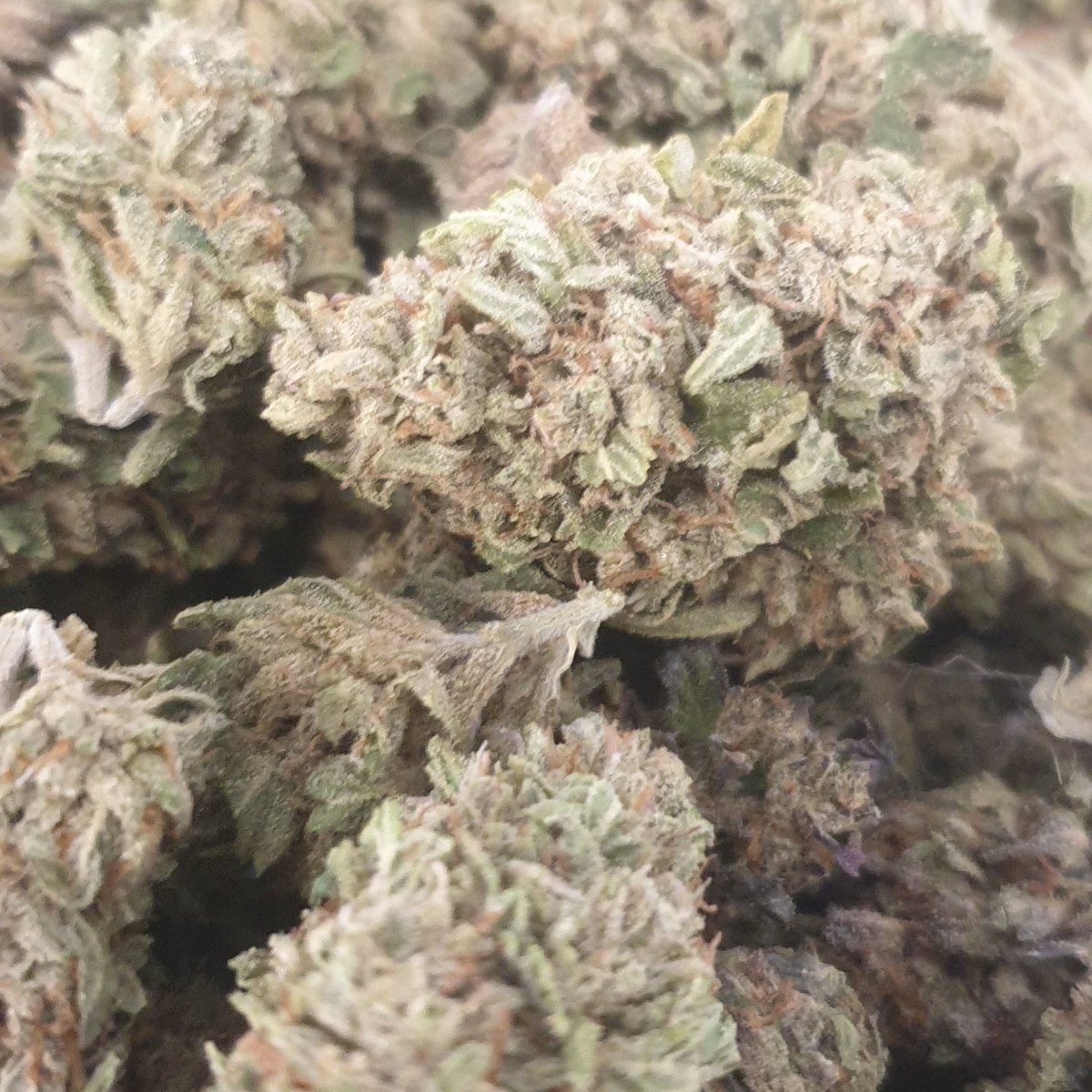 I grew this mimosa!!! #proud #cannabisindustry #CannabisCommunity #cannabisculture #mkc333 #2b1s #mrskellyscannabis