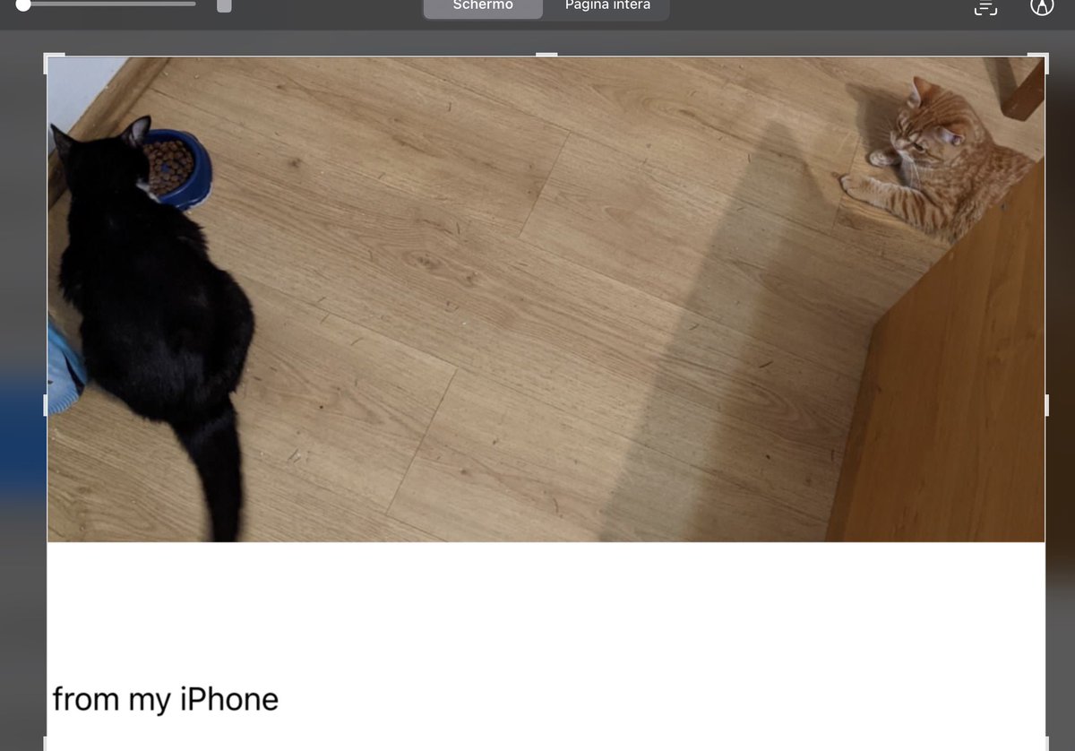 Anche in una giornata così emozionante non dimentichiamo il piccolo Simba qui con Caspar in attesa di percorrere l’ultimo tratto verso l’Italia e la sua famiglia! #Simbailgatto #Profughi #Ucraina #Peta <a href="/manginobrioches/">Mangino Brioches</a> <a href="/Ipocontro/">Ipotesi𝘊𝘰𝘯𝘵𝘳𝘰𝘷𝘦𝘳𝘴𝘢 🐾🐾 🎗️🧡</a> <a href="/OficialCostanzo/">Francesco Costanzo</a> <a href="/RosannaMarani/">Rosanna Marani</a> <a href="/giomo2/">GiorgiO MontedurO</a> <a href="/Surfiniae/">𝕊𝕚𝕧𝕧𝕪 ❤️ Ⓥ 𝑻𝒓𝒖𝒆 𝑭𝒊𝒈𝒉𝒕𝒆𝒓 🌏🌎🌍🌕🌖</a>