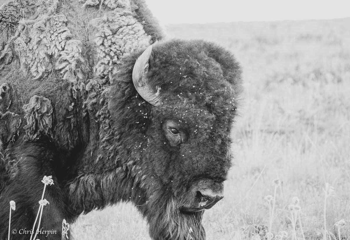 ChrisHerpin's tweet photo. #bison #montanamoment #montana #wildlife #wildlifelovers #PhotoOfTheDay #PicOfTheDay #photography #wildlifephotography https://t.co/cXSy6GLAxi