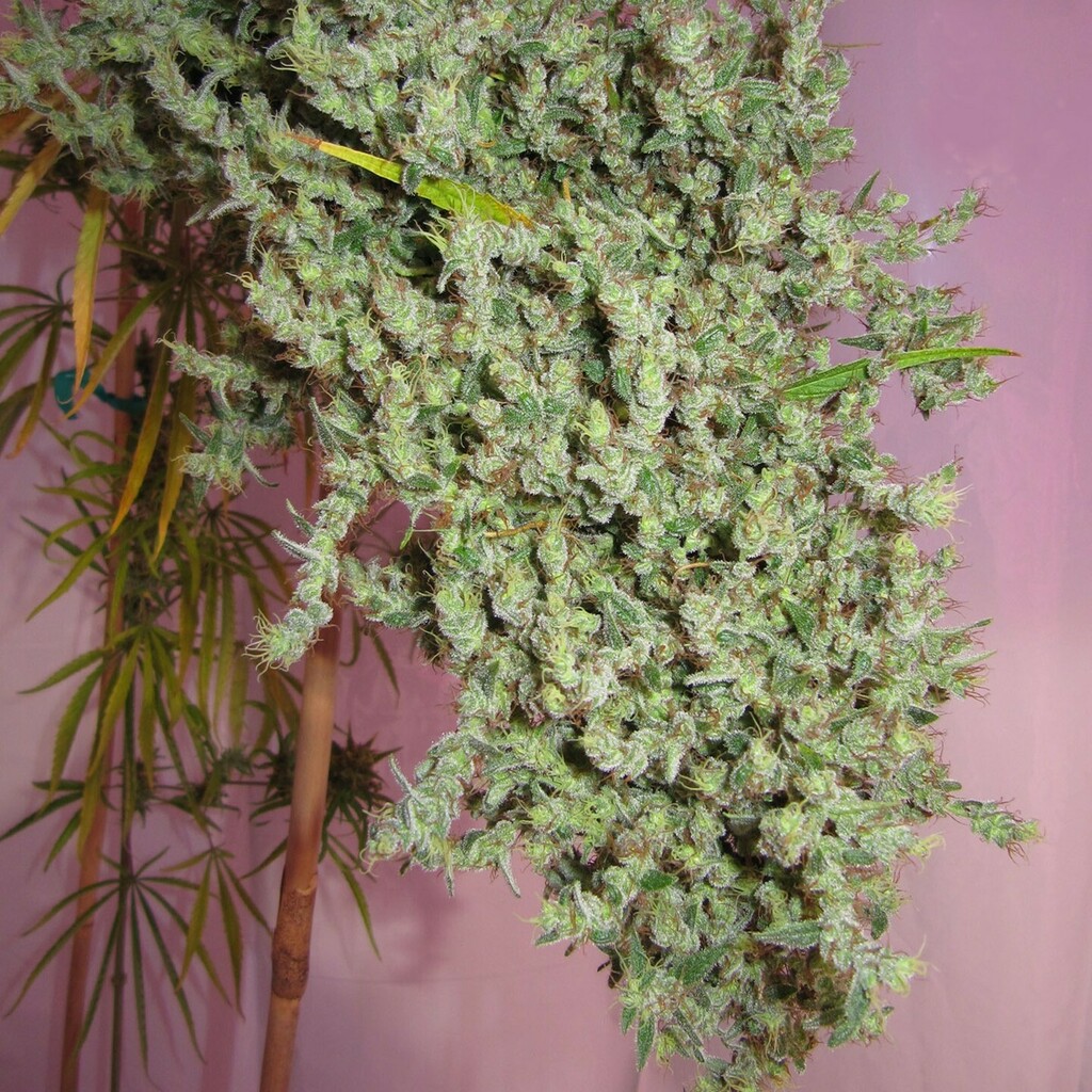 Just to remind you all of the champagne of Nevil Haze when grown correctly...
We do see a lot more people attempting to try some of these really old school Haze strains in the last 2 years. This is one grown by our moderator last year and while it may not be for everyone it …