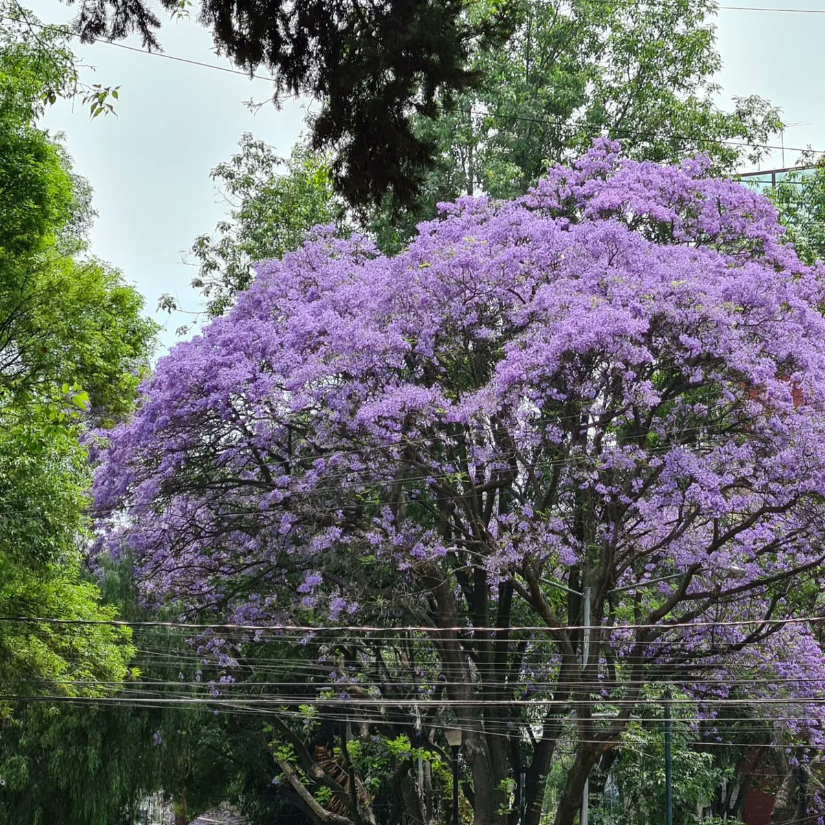 eduard_lg's tweet photo. Te quiero mucho #CDMX #ILoveDF https://t.co/QdGaaInUSz