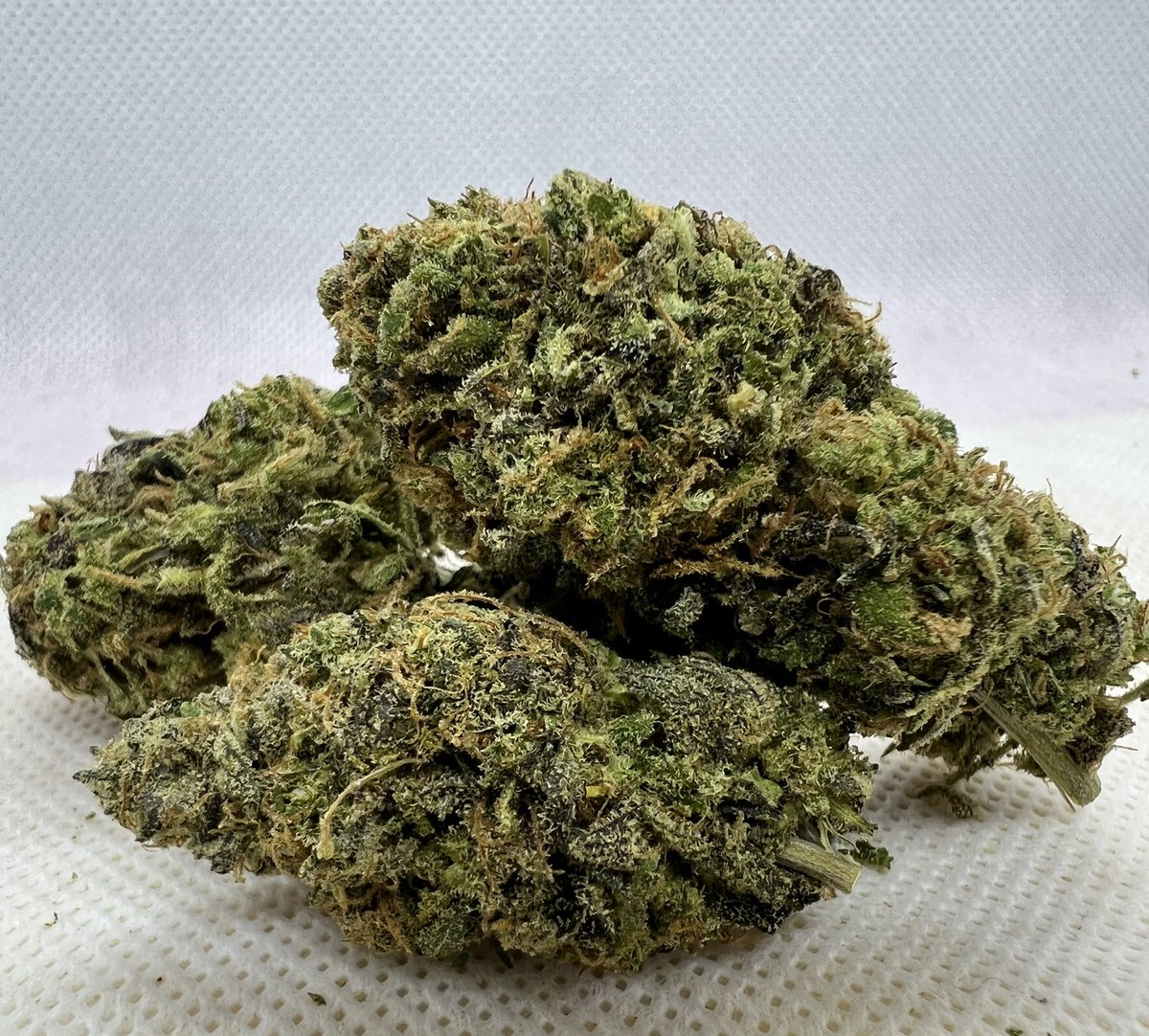 ClvbPatio's tweet photo. The Catalina Wine Mixer looking plump and beautiful for its big day! 
Like and share any post from today to get a free pre-roll!!! 
#cannabisculture #CannabisCommunity #cannabis #CannabisMedicinal #okc #OKCCannabis #midtown #midtownokc #cultivate https://t.co/OEiPU6zaWs