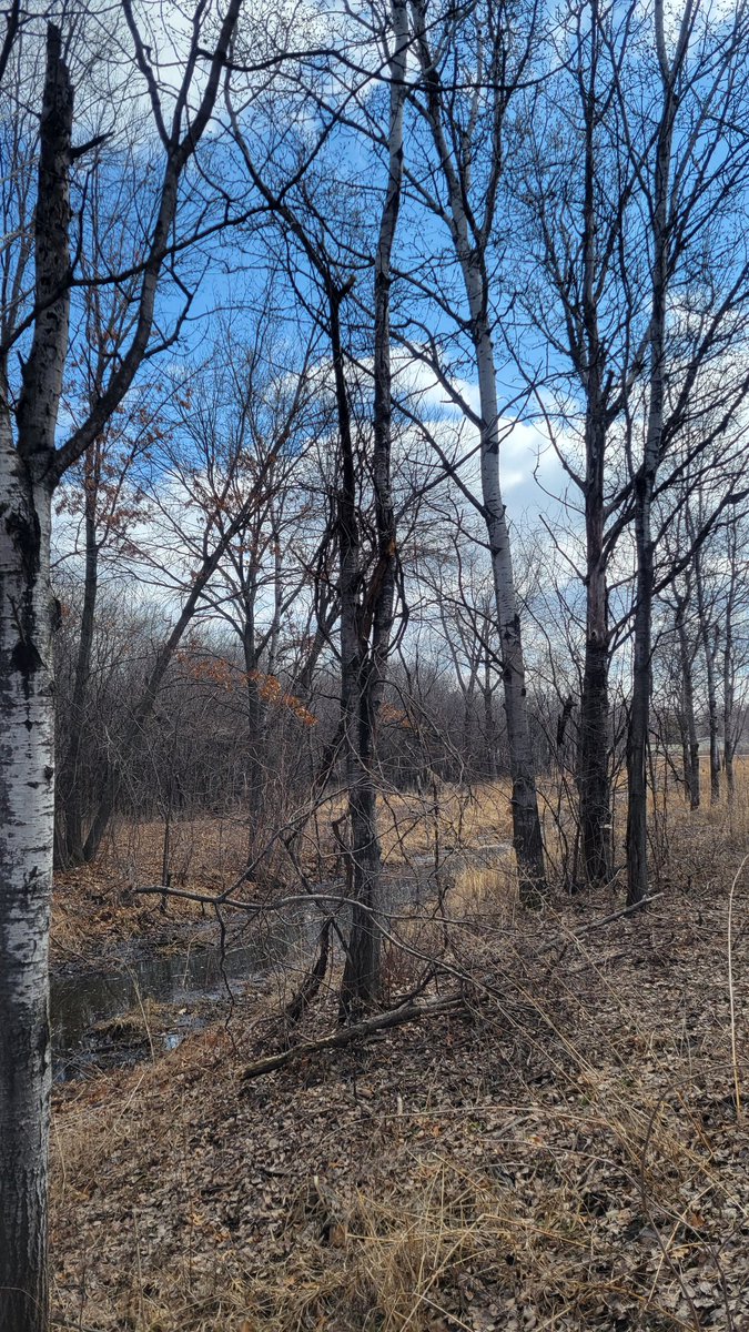 SquatchHers's tweet photo. Today's finds, Kari and Stephanie's hike through a northern surburban area wildlife nature area...a branch from a tree twisted and broken, and a big branch slung in the V of a tree, 2 views 👣👣👣   #SuburbanCryptids #SuburbanSquatch #GirlsthatSquatch #cryptids #bigfoot https://t.co/bwBvNuJVBz