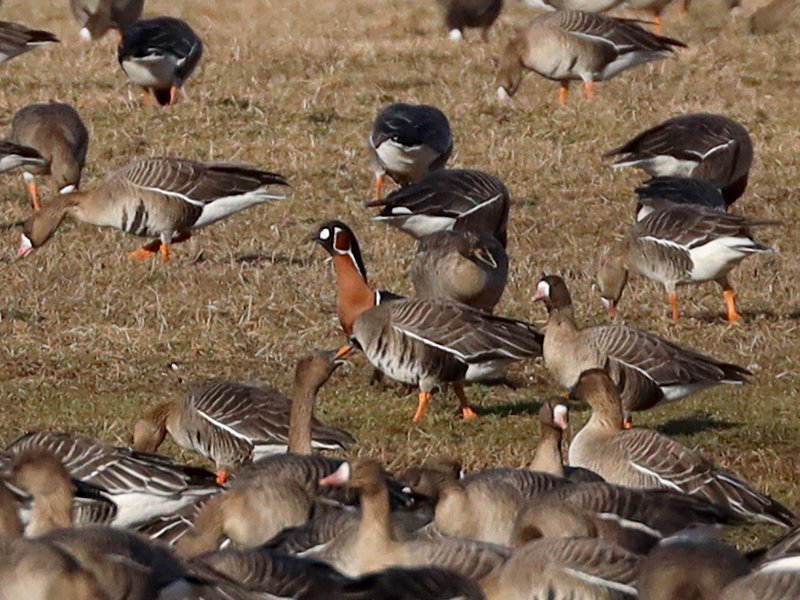 birdinglatvia's tweet photo. Late 1st April "joke" 😆 😆 😆 RB Goose at new place - Sunupe, Kekava county. 2nd this year for Latvia. Observed by @iGrinerte &amp; 📸 @birdinglatvia https://t.co/SoEuhiQrfh