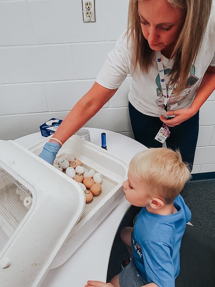busy_librarian's tweet photo. My favorite time of year- chicken hatching in the library! All classes got to learn about chickens and the life cycle of a chicken this week! But, the Daycare kids may have loved it the most! @kespanthers #kyleesrocks https://t.co/YuGSjlgtdd