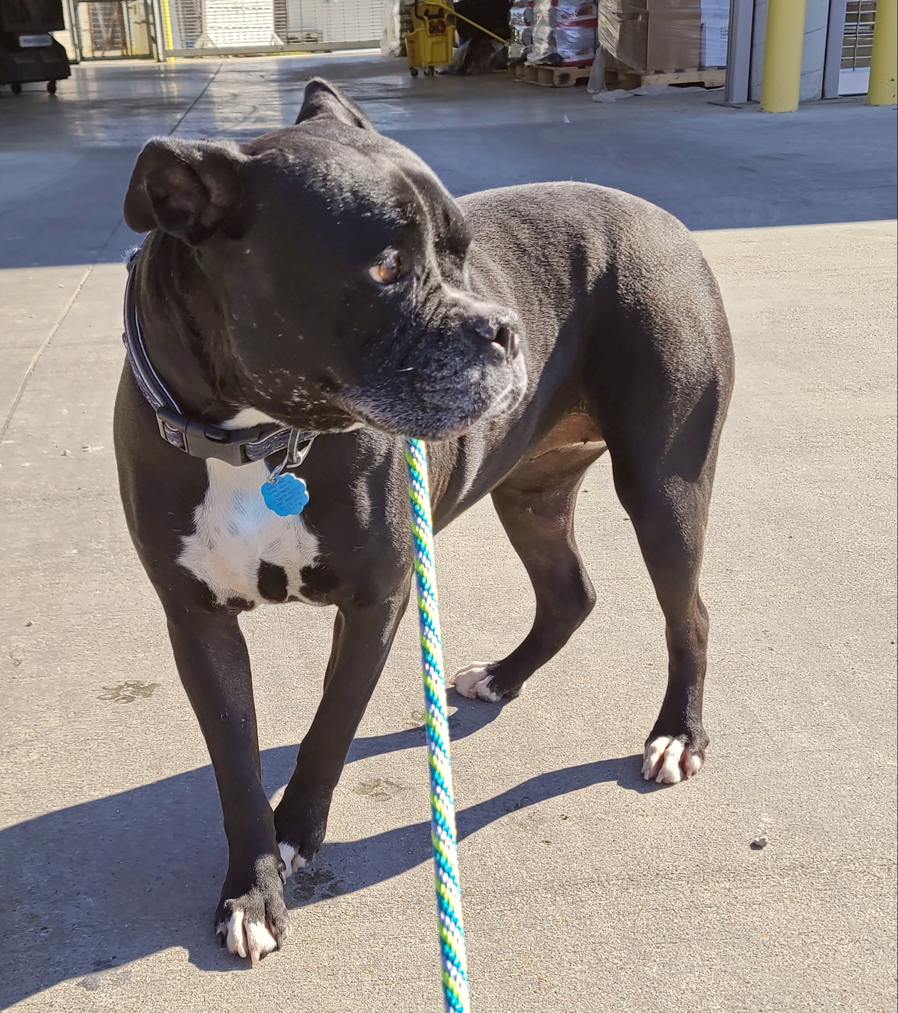 Fwacc petsmart alliance adoption center 2025
