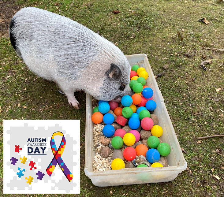 GrowWithFCF's tweet photo. Though we work to raise awareness, acceptance, love, and understanding each and every day, the humans and creatures of FCF wanted to acknowledge April 2 is World Autism Awareness Day. 

“Why fit in when you were born to stand out?”
Dr. Seuss https://t.co/1jSvzvooYg