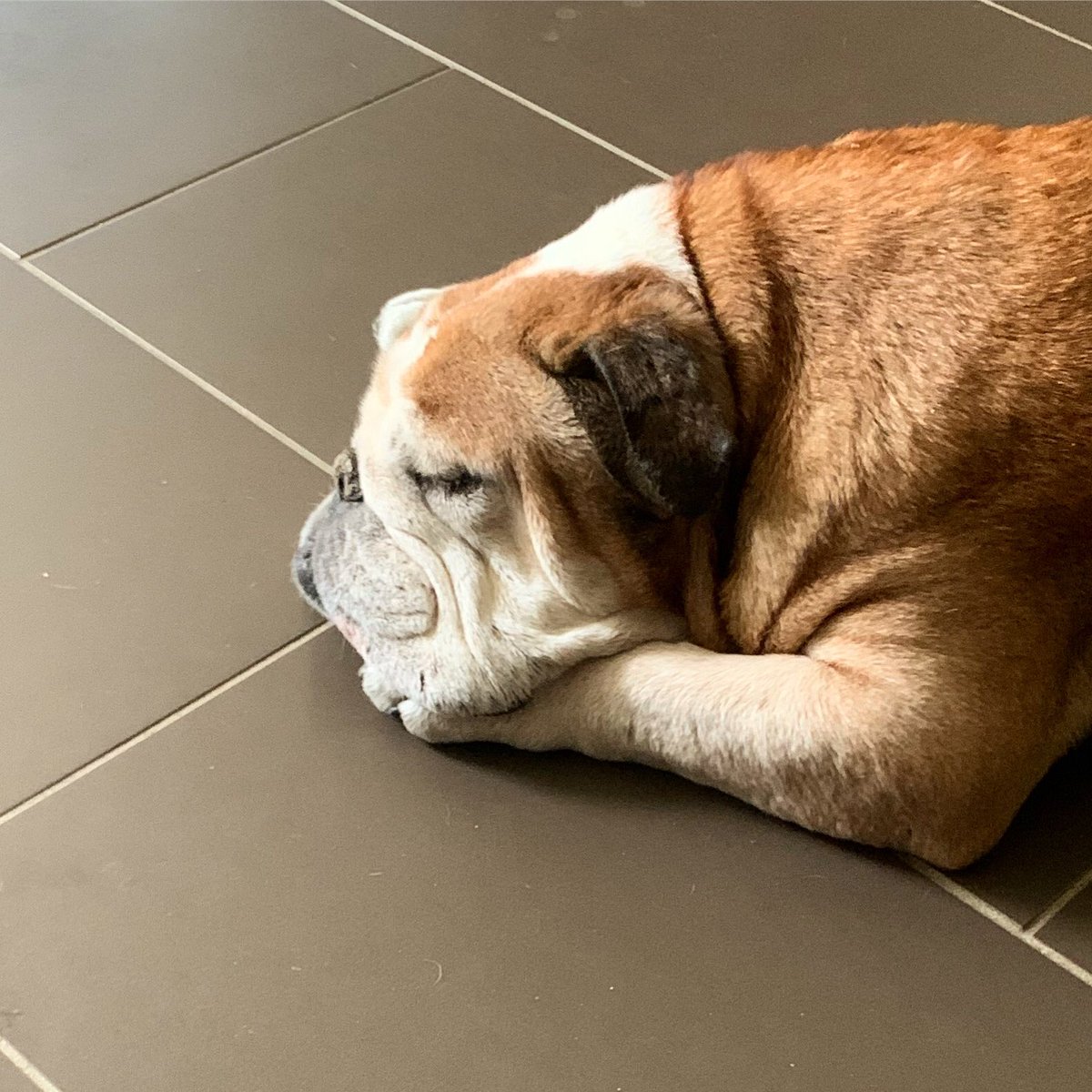 BullyThePotato's tweet photo. The definition of unbothered. 
Sunny Saturday Snooze ☀️🐶💤 https://t.co/RHPFCA9M8M