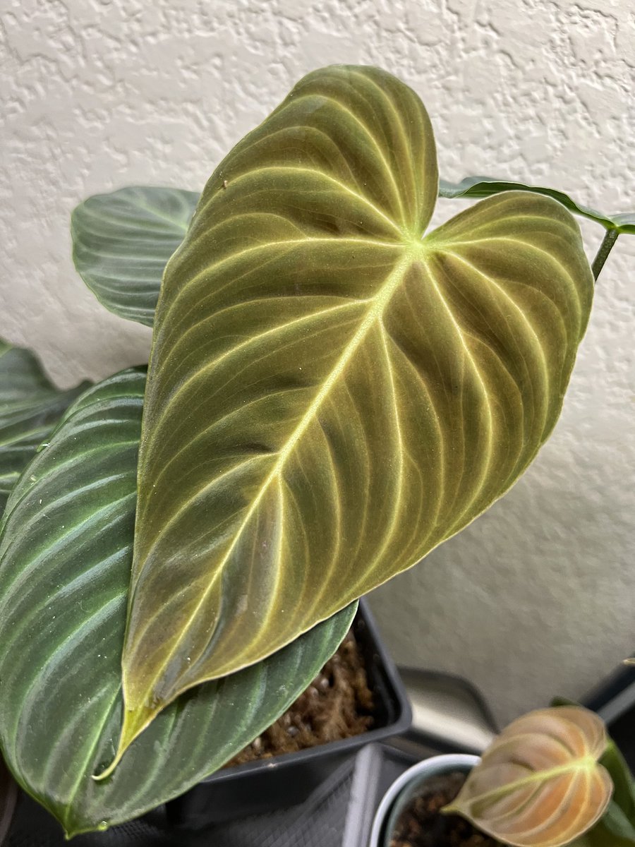 PlantObsessed1's tweet photo. I am absolutely obsessed with my splendid ππ€© #leafappreciation https://t.co/fC0JmtQKWx