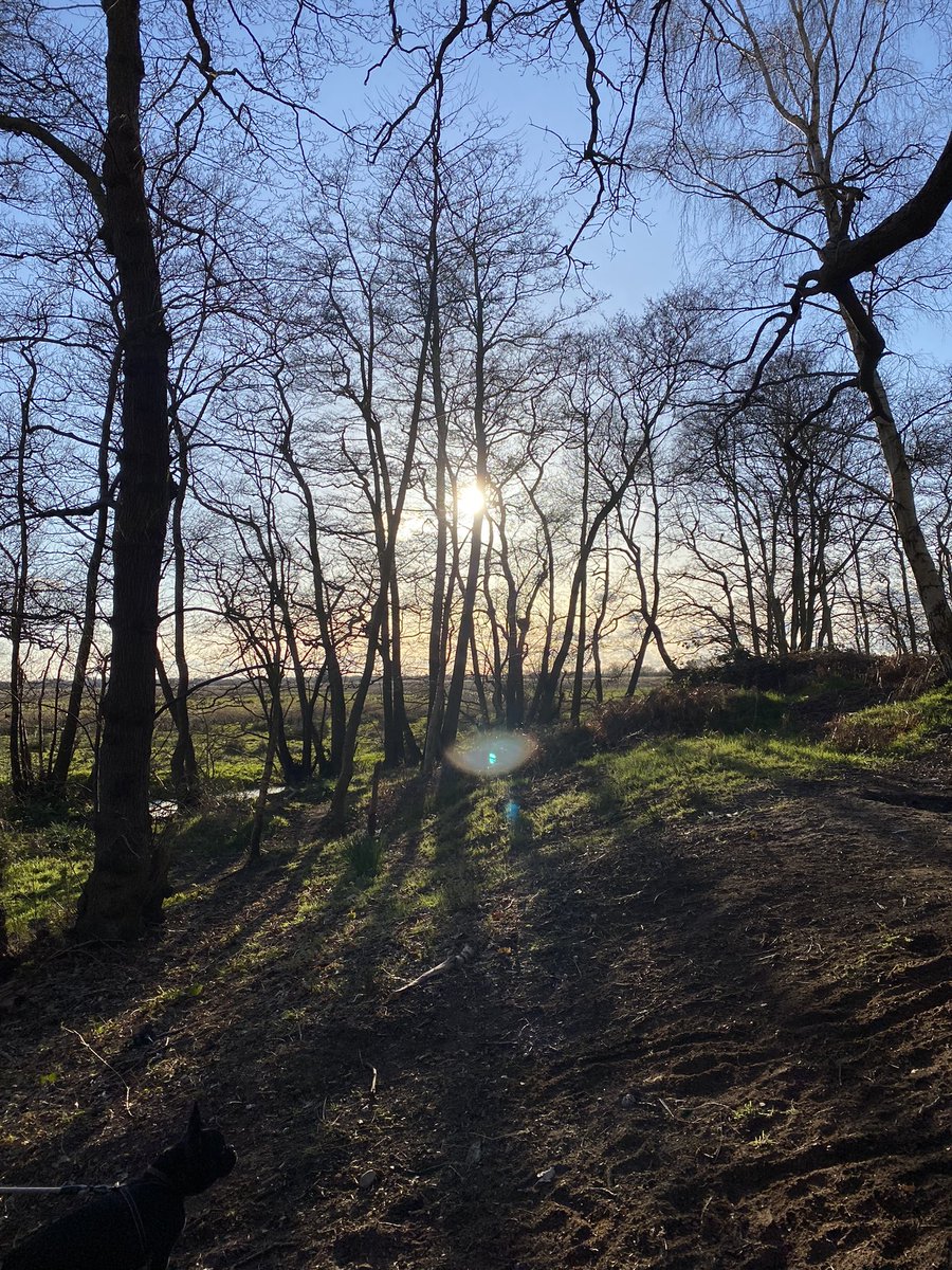 Lovely walk with Winston 🐶 #norfolk #walks #frenchie #frenchbulldog #weekendwalks
