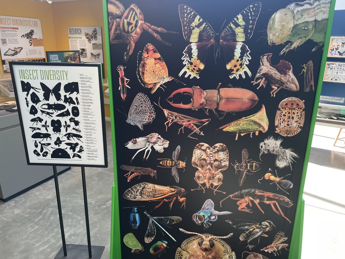 Chemistophe's tweet photo. So amazing to see the #SixLeggedScience exhibit @PRInstitution Museum of the Earth!
So proud of @CorrieMoreau 🤩 and thanks to everyone who contributed to this beautiful insect celebration 🐞 🐜 🦋 https://t.co/TiapbYjhaU
