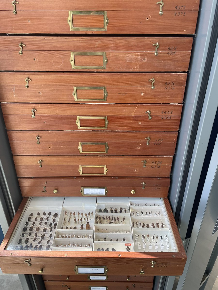 Chemistophe's tweet photo. So amazing to see the #SixLeggedScience exhibit @PRInstitution Museum of the Earth!
So proud of @CorrieMoreau 🤩 and thanks to everyone who contributed to this beautiful insect celebration 🐞 🐜 🦋 https://t.co/TiapbYjhaU