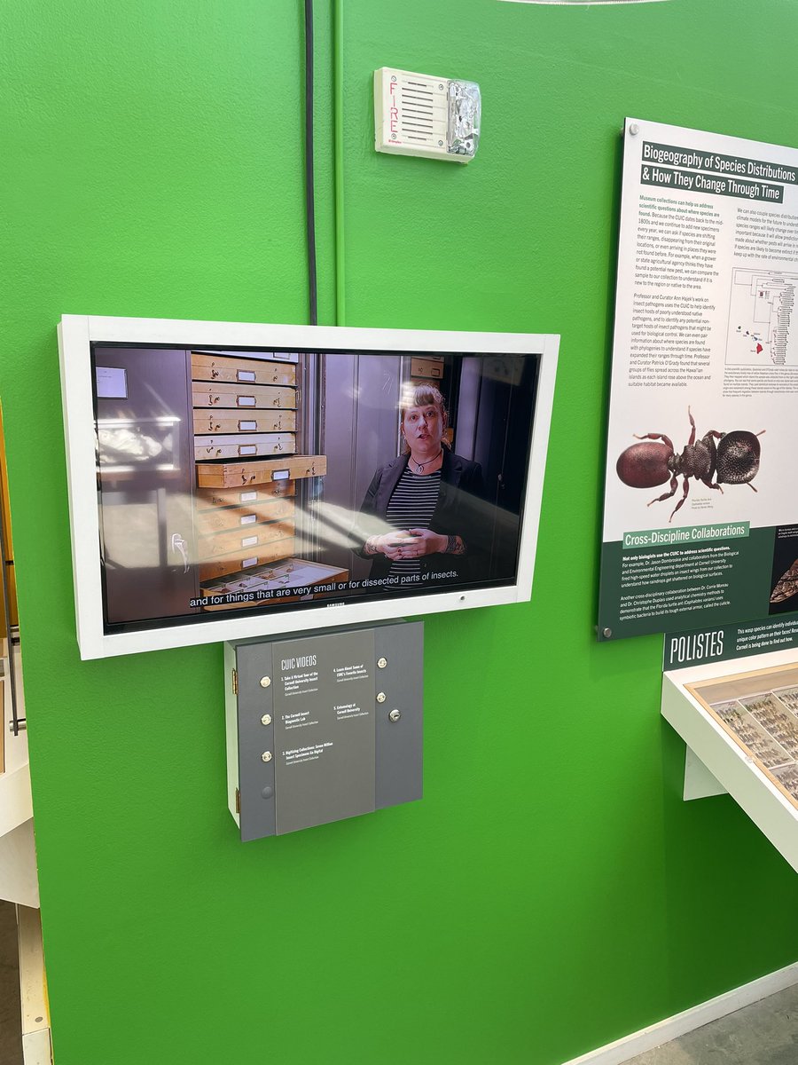 Chemistophe's tweet photo. So amazing to see the #SixLeggedScience exhibit @PRInstitution Museum of the Earth!
So proud of @CorrieMoreau 🤩 and thanks to everyone who contributed to this beautiful insect celebration 🐞 🐜 🦋 https://t.co/TiapbYjhaU