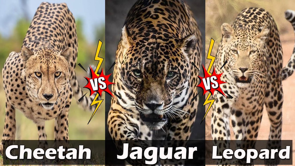 Having a child makes you get into the details of what you’ve never had to think about - like the difference between jaguars, leopards, and cheetahs