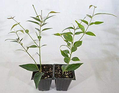 usa_mall's tweet photo. Angelwing Star Jasmine Plant - 2 Set Fragrant White Flowers Outdoors Garden https://t.co/ioYGkoRzUY https://t.co/OYsvOLvdny