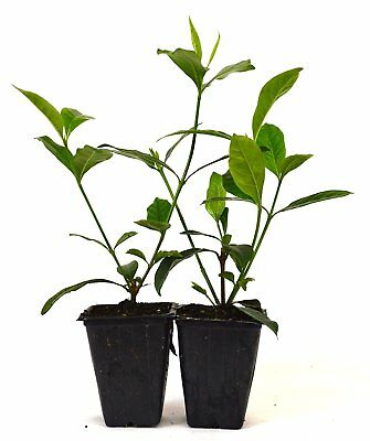 usa_mall's tweet photo. Gardenia Jasminoides Veitchii Fragrant 2 Pack Indoor Live Plant Houseplant Tree https://t.co/cbKeDYIhRt https://t.co/4VfdDyDSp8