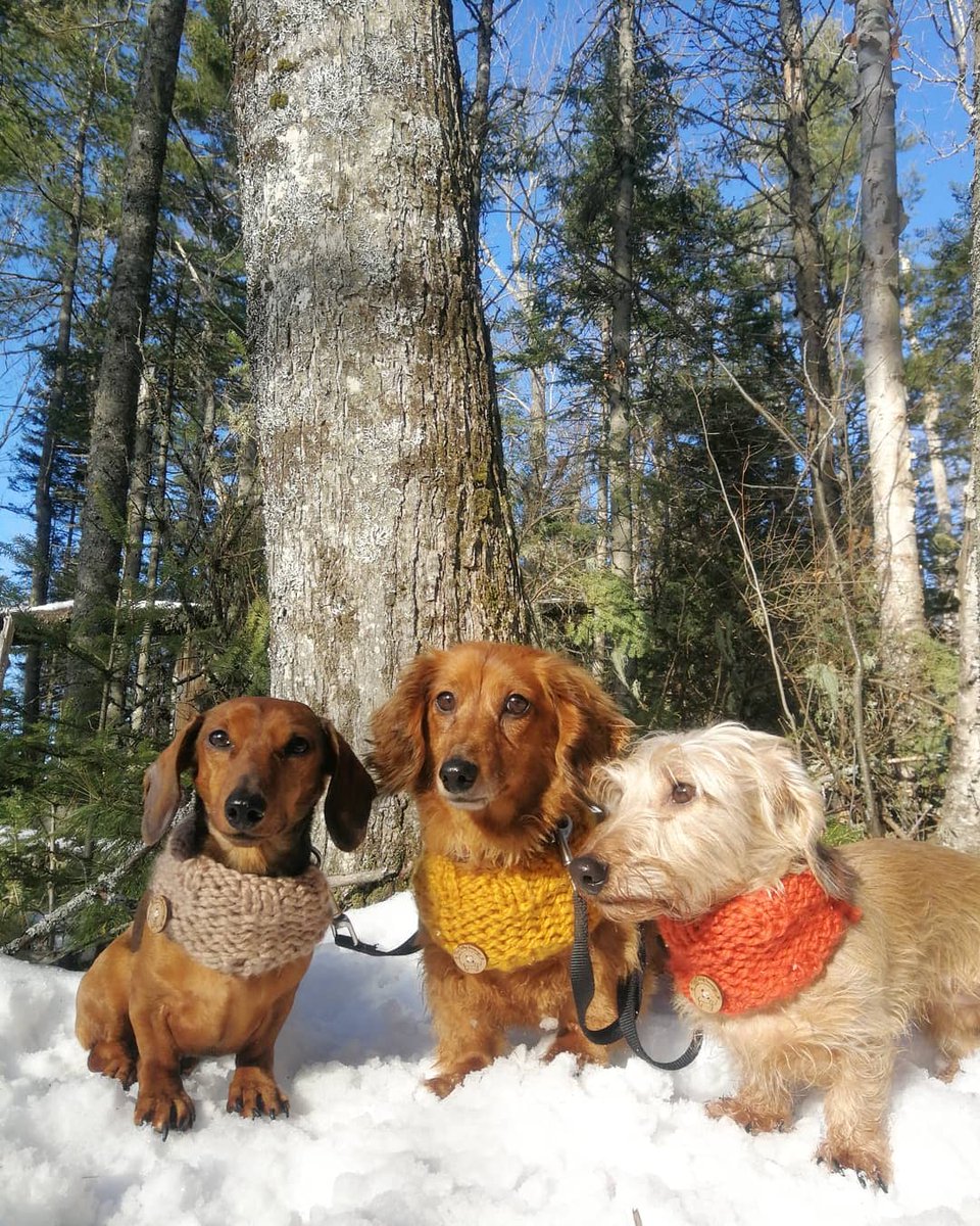 larchar333's tweet photo. "You only brought how many treats with you?!"
😵‍💫😵🥴
Follow Bijou, Jolie, and Bella on Instagram @the_hotdog_squad https://t.co/VEMERZpTb9