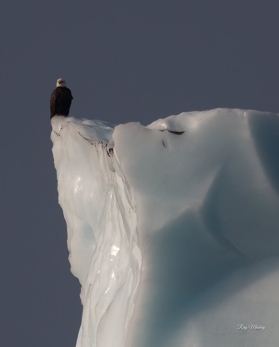 RayMackeyNL's tweet photo. Port Rexton, Newfoundland. Eagles perch! #Newfoundland #portrexton #IceBerg #comehome2022 #travelcanada #explorecanada #explorenl #icebergsnl #eagles Happy Saturday everyone! https://t.co/VyfXrvUZ3x