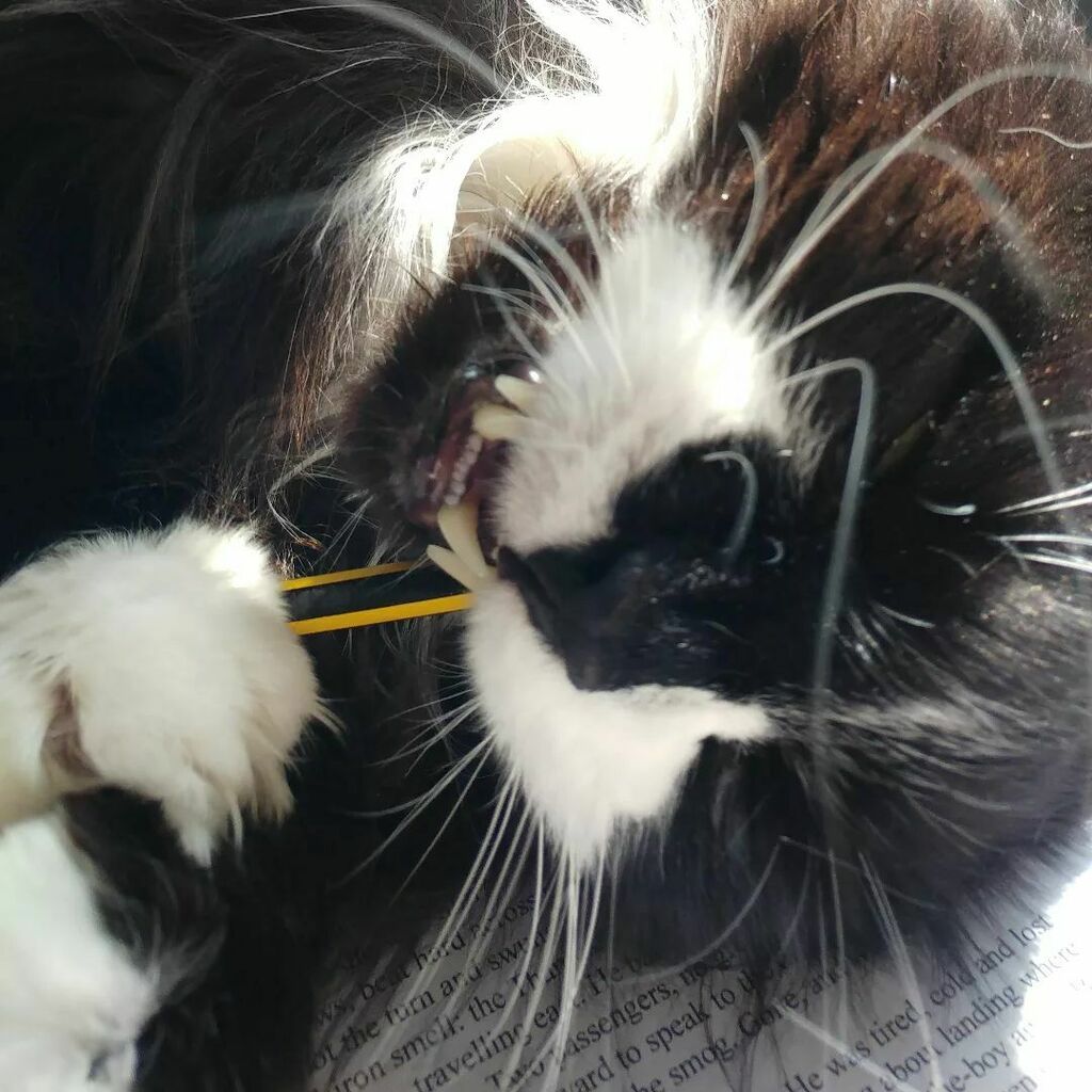 Helpful. Subeditor sharpening his pencil before savaging my hard copy.
.
.
#vinny #caturday #catsatwork #catsofinstagram #catsofinsta #tuxedocatsofinstagram #tuxedocats #writerslife #amediting #amquerying #middlegrade #kidlit instagr.am/p/Cb3AchIvxpa/