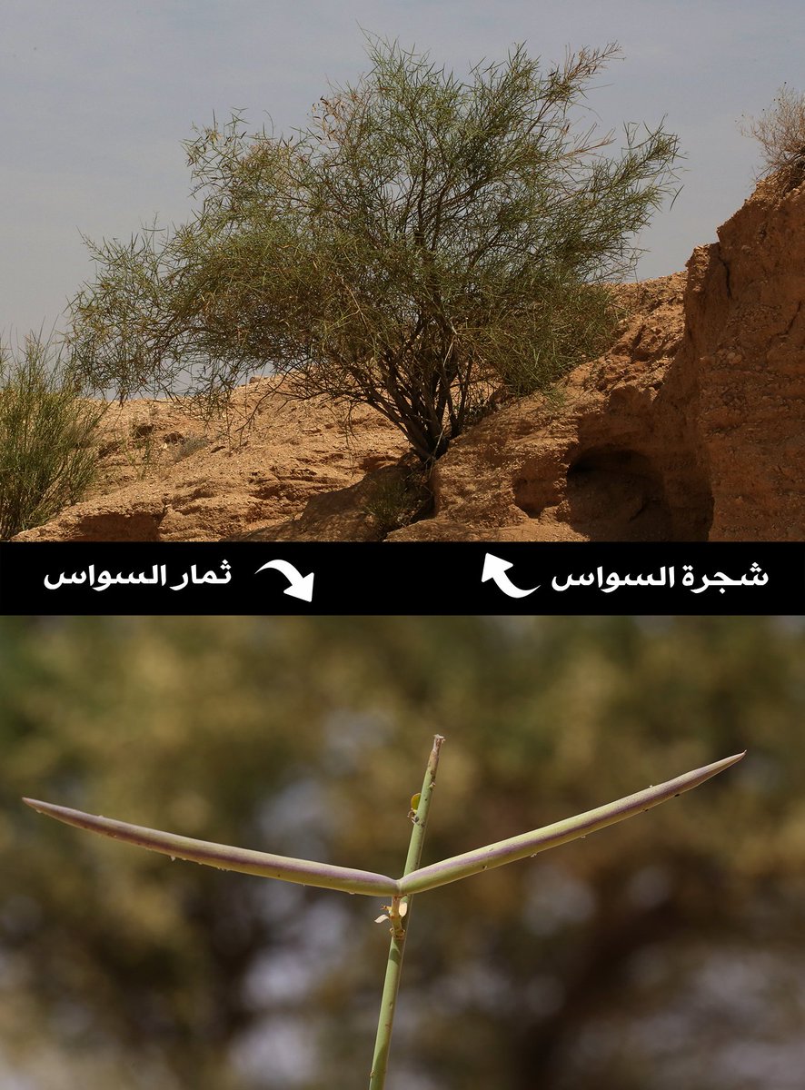 casterd4's tweet photo. شجرة السواس من أشهر الأشجار العطرية وقت إزهارها.
هذه صور الأزهار وبداية عقد الثمار والصورة الأخيرة للشجرة وللثمرة بعد نضوجها. https://t.co/EwGCD7Co6I