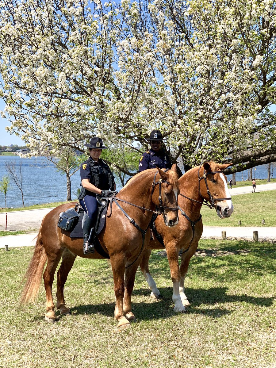 TacticalDPD's tweet photo. White Rock Lake is bustling with citizens today who are all enjoying the spring blossoms, birds, and watching the sail boats! #whiterocklake #dallastx https://t.co/NSaPb3Y2om