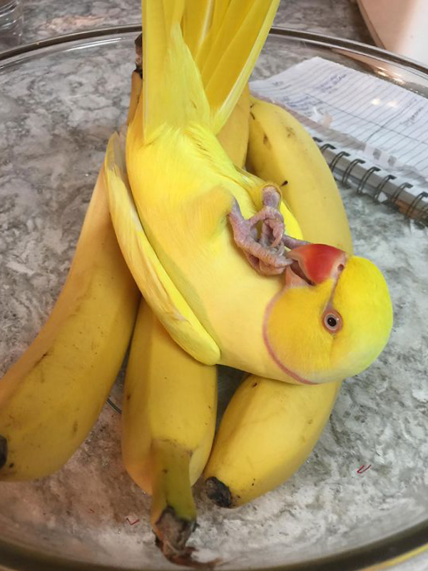 birdhism's tweet photo. Beware of biting bananas.🍌 https://t.co/DWtmlXOcR1