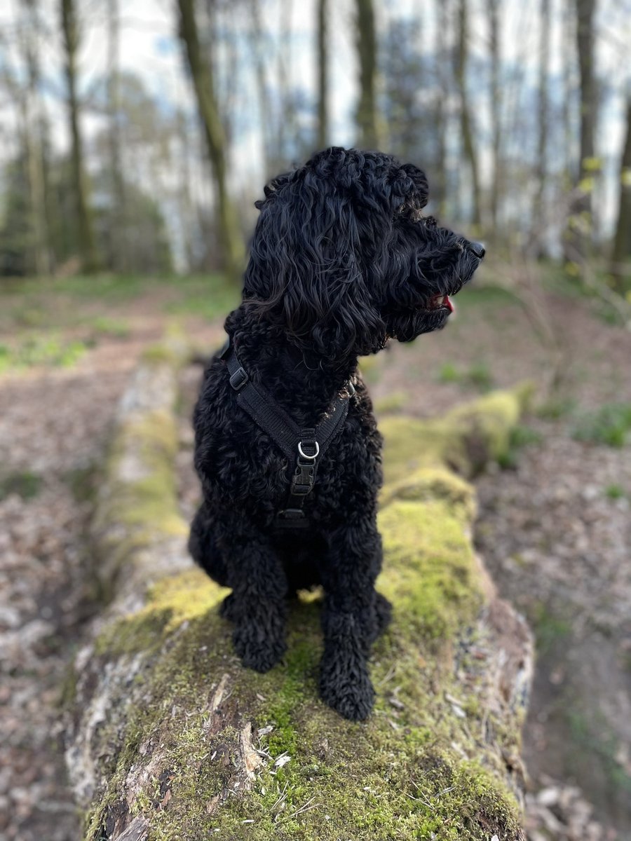 Finlay Begg tweet media